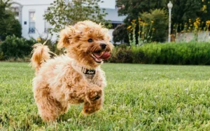 Dog Poop & Your Lawn: The Hidden Dangers No One Talks About